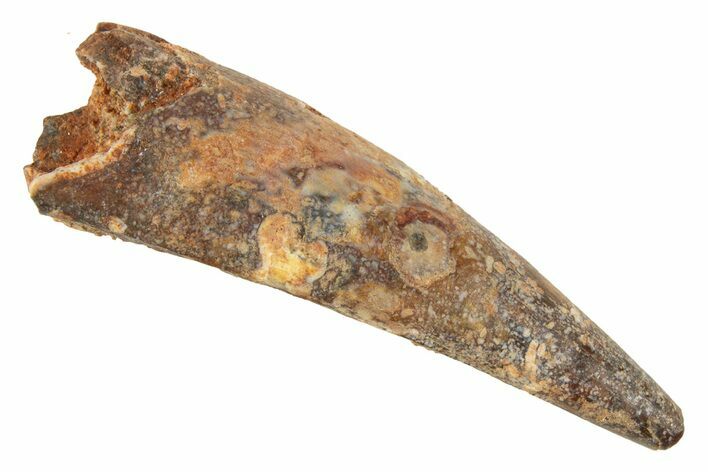 Fossil Pterosaur (Siroccopteryx) Tooth - Morocco #329028